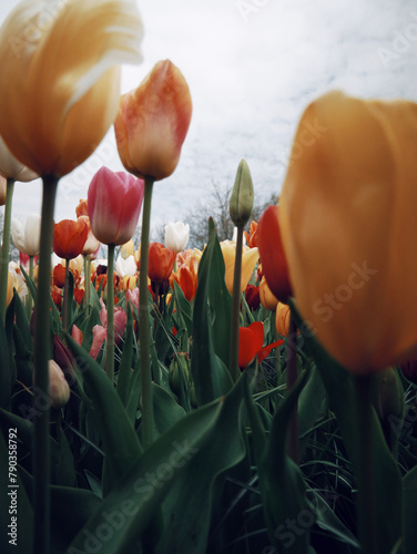 Canvas Print Beautiful Tulips in field
