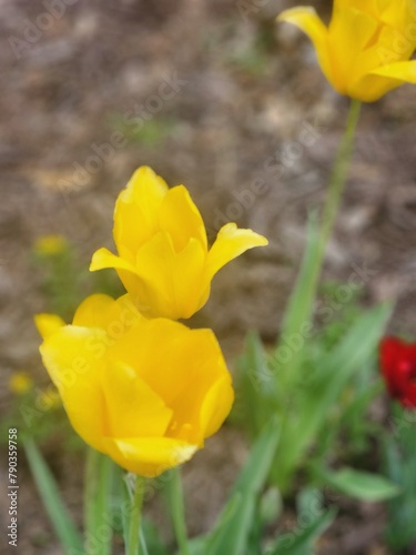 yellow tulip flower