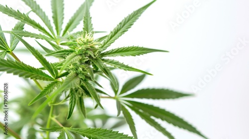 Medicinal Cannabis against White backdrop