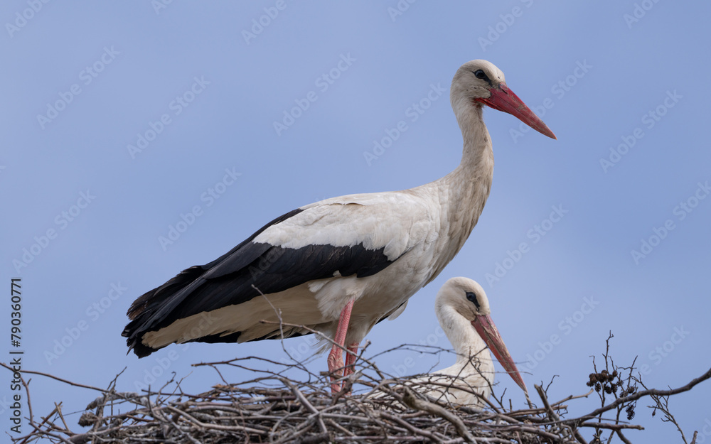 white stork in the nest white stork in the nest