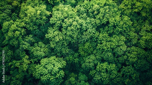 Aerial top view of green trees in forest. Drone view of dense green tree captures CO2. Green tree nature background for carbon neutrality and net zero emissions concept.