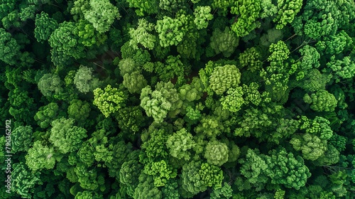 Aerial top view of green trees in forest. Drone view of dense green tree captures CO2. Green tree nature background for carbon neutrality and net zero emissions concept.