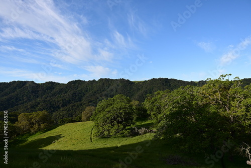 landscape with trees and sky