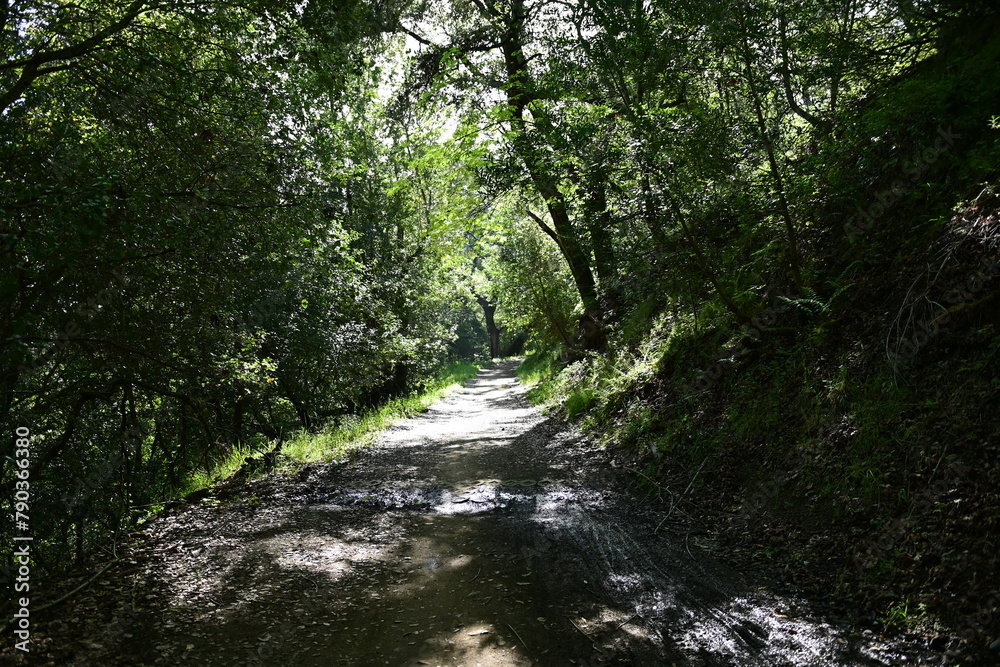 path through the forest