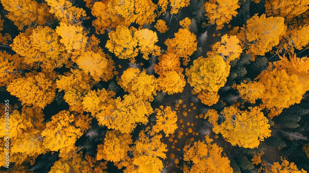 Aerial top view of yellow trees in forest. Drone view of dense yellow tree captures CO2. Yellow tree nature background for carbon neutrality and net zero emissions concept. 