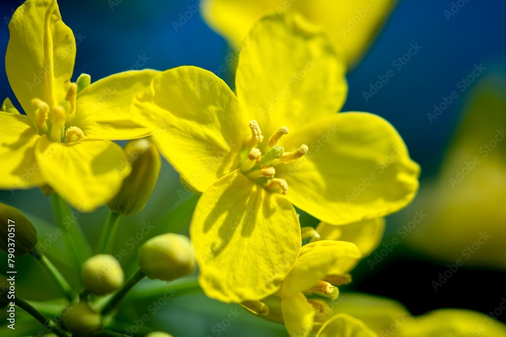 yellow canola flower