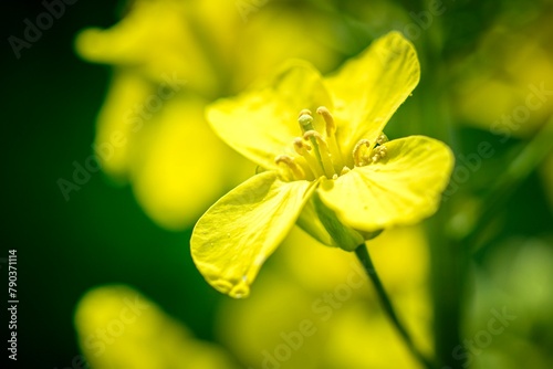 yellow rapeseed flower in spring