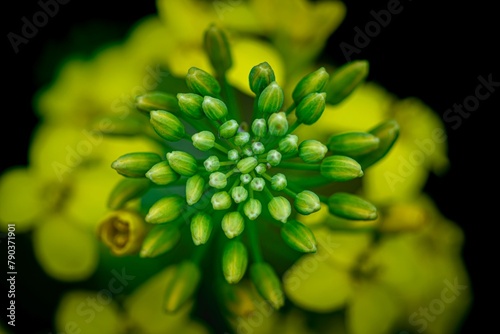 close up of a  yellow flower of rapeseed