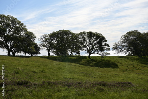 trees in the field