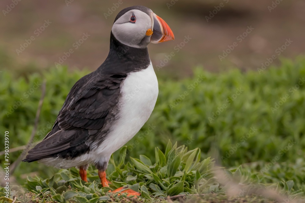 Obraz premium Puffin bird on Farne Islands.