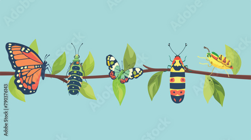 Butterfly life cycle - caterpillar larva pupa imago photo