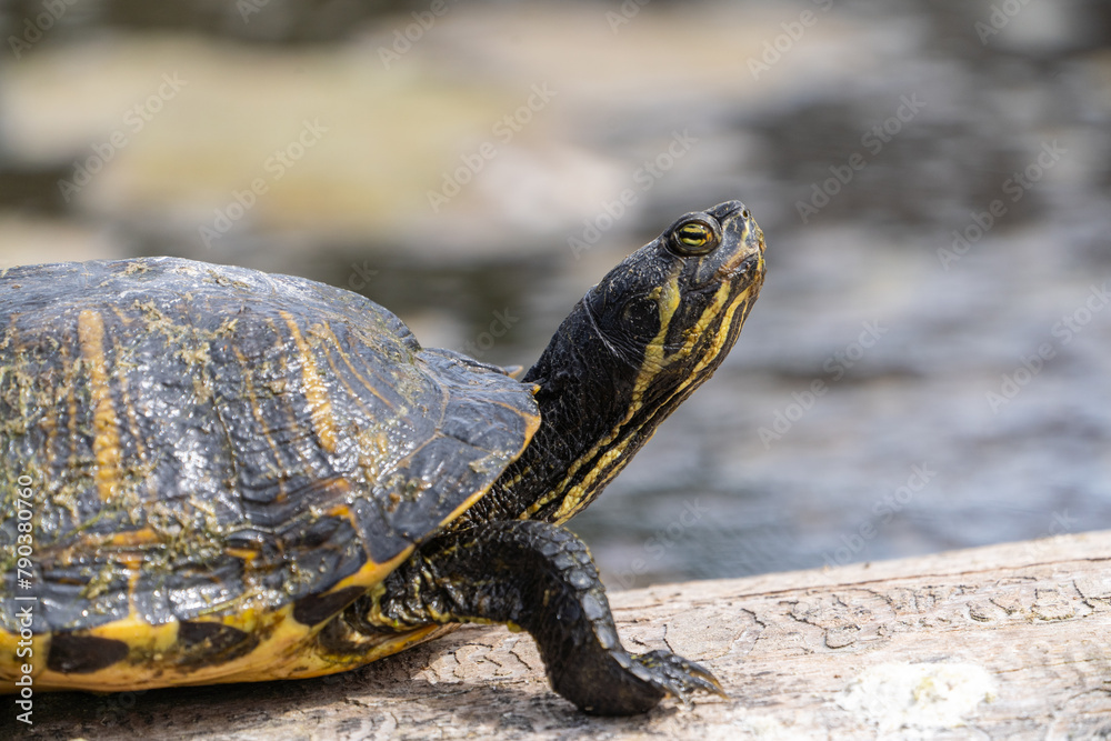 Yellow-bellied Slider on Log in Pond Yellow-bellied Slider on Log in Pond