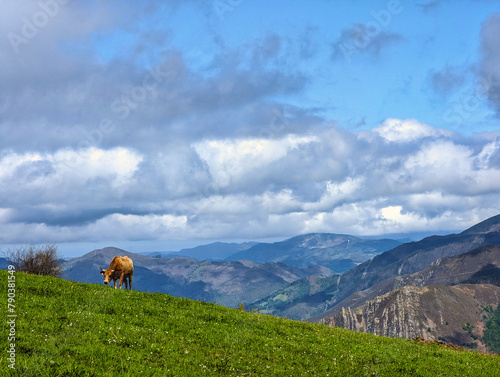 A cow grazing in Las Estacas village, Belmonte de MIranda municipality, Asturias, Spain, Europe