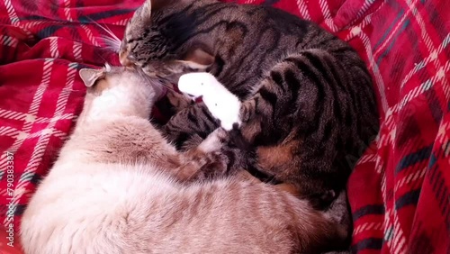 Cute cats lick and kiss. Cats kiss. Cute funny cats. Love, couple, care, reciprocity, romance. Funny pets. Valentine's Day. Cat romance and love. Cats lick their fur and wash themselves.