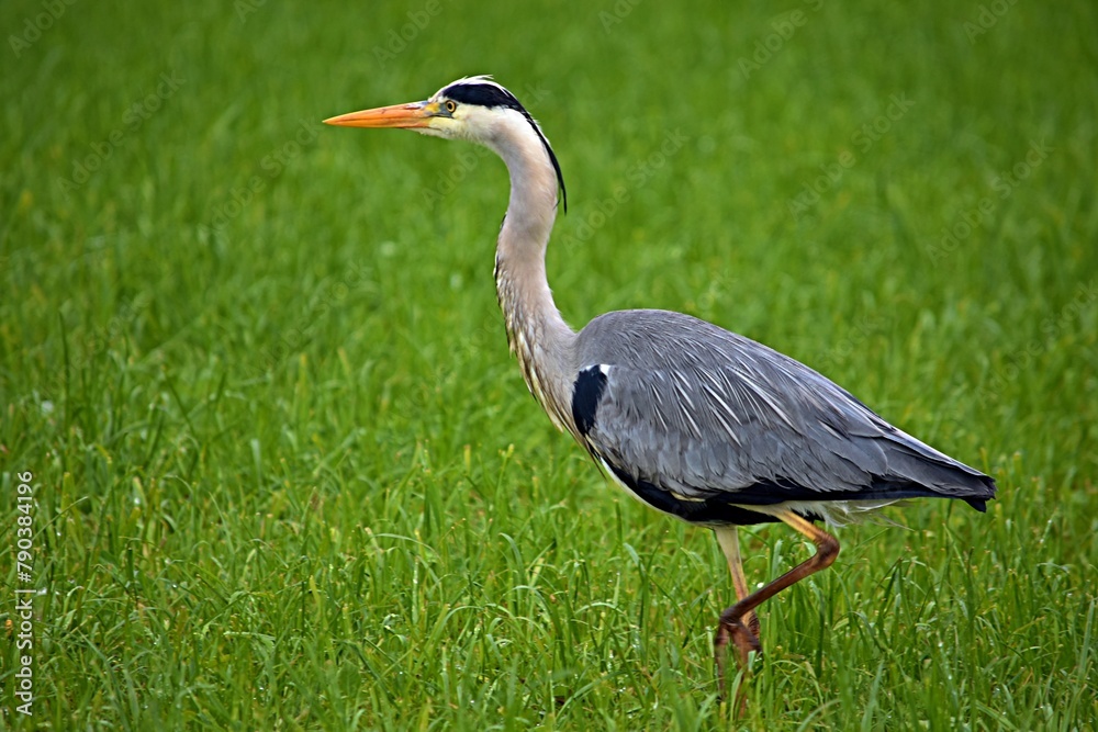 Fototapeta premium gray herons fly over green grass