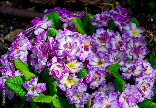 pierwiosnek, prymula, primula Balerina odmiana BELARINA Purple Dawn o pełnych kwiatach, Primula vulgaris BELARINA Purple Dawn, Primrose, biało- rózowy pierwiosnek o pełnych kwiatach
