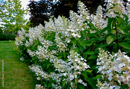 kwitnąca Hortensja bukietowa, białe hortensje bukietowe w ogrodize, Hydrangea paniculata, blooming bouquet hydrangea, bush of white hydrangea macrophylla in the garden 