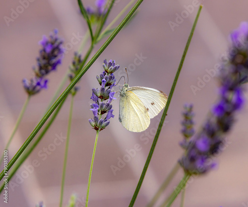 Macro of a cabbage white pieris rapae butterfly on lavender blossoms photo