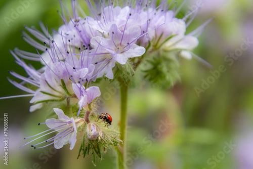 macro of a ladybug coccinella magnifica on blue tansy - phacelia tanacetifolia eating aphids photo