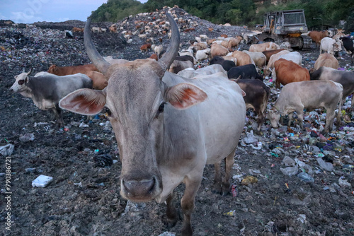 The cows in the municipal garbage shelter at piyungan landfill, Yogyakarta Indonesia photo