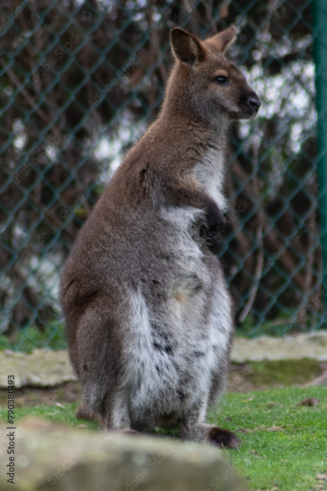 Naklejka premium Primer plano de un canguro