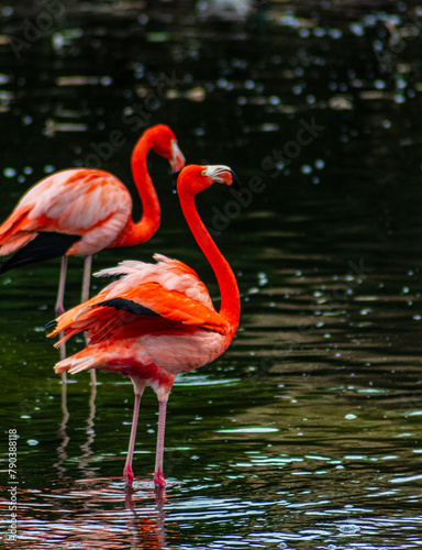 Precioso flamenco en lago con tonos anaranjados en el plumaje