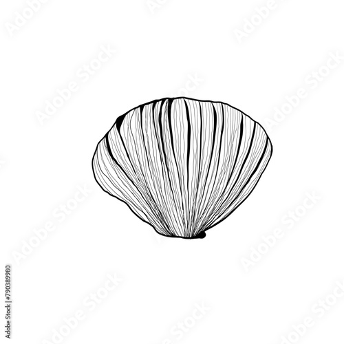 Hand drawn Vector line art illustration of sea Shell on isolated background. Drawing of Scallop and Starfish on outline style. Sketch of Cockleshell painted by black ink. Underwater fine art
