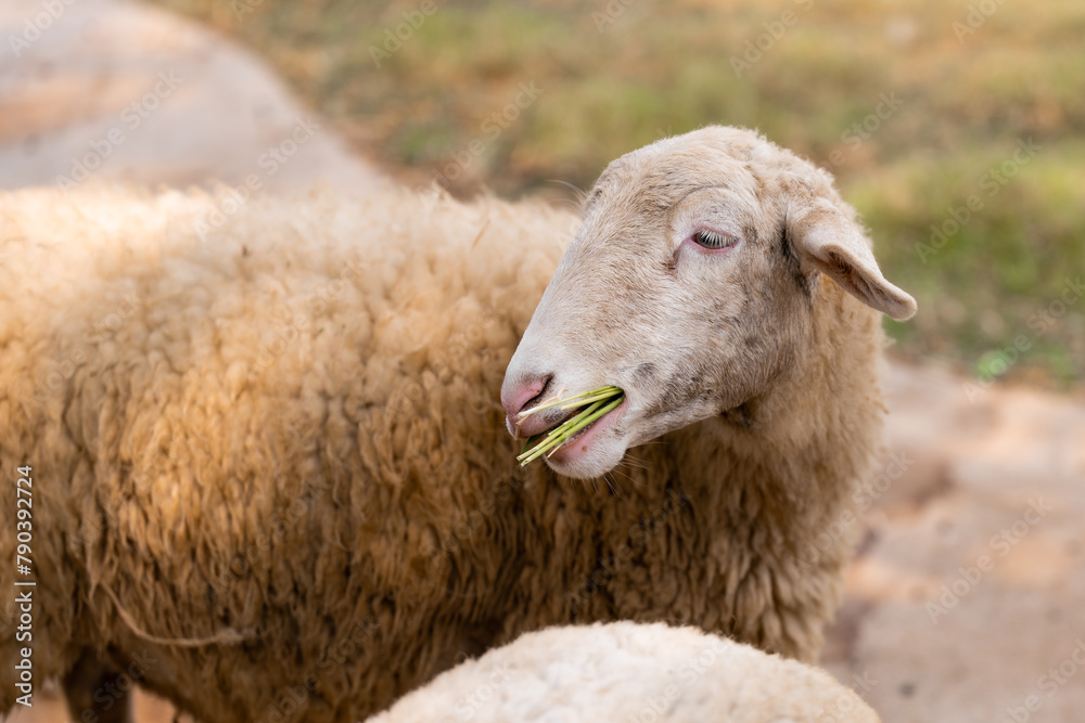 Sheep grazing peacefully in a lush green field. Sheep grazing peacefully in a lush green field.