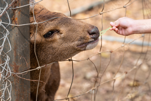 Portrait of a young deer in the zoo, A child's hand is feeding food to a fenced four-legged animal.