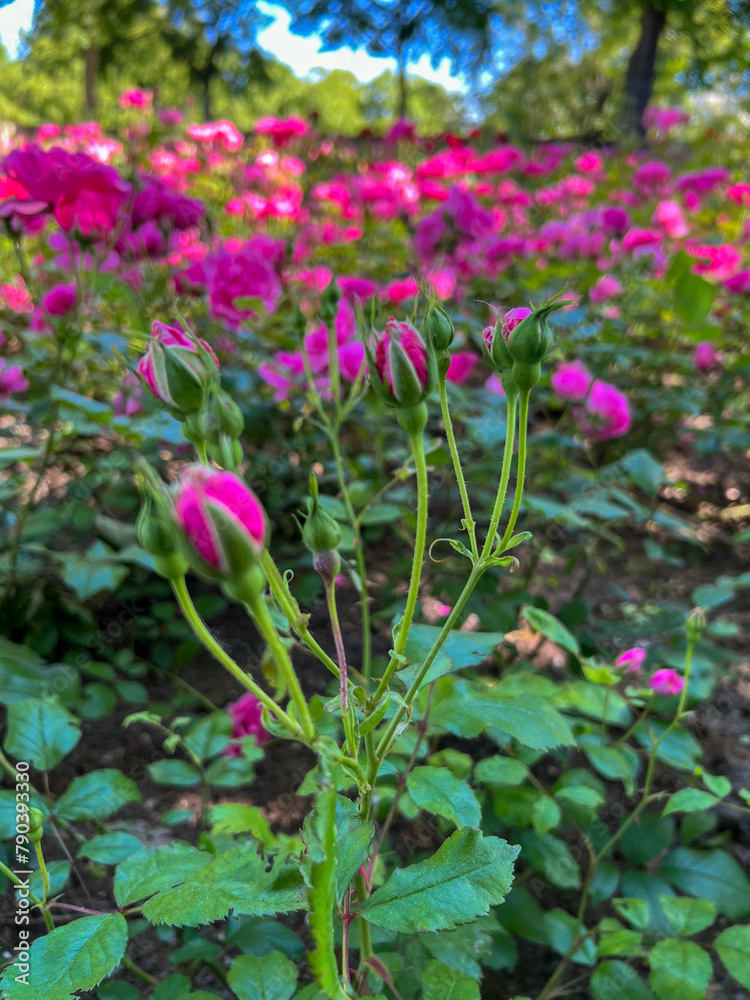 Germany, Nuremberg- 2022, May: pink roses in garden