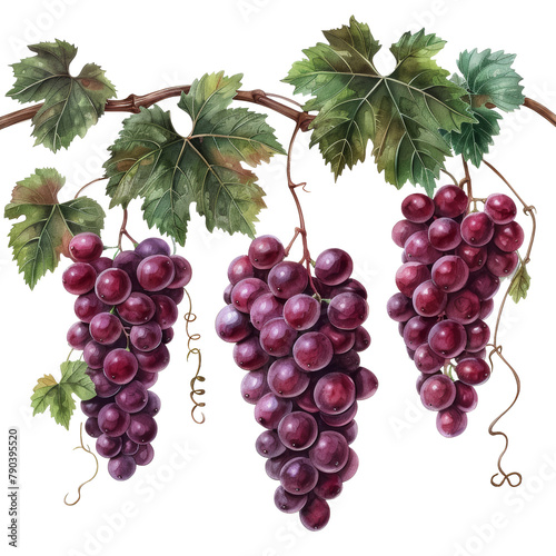 three bunches of red grapes on a branch with leaves, isolated on a transparent background 