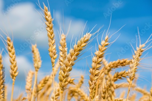 Close up of Khorasan wheat field under a sunny blue sky