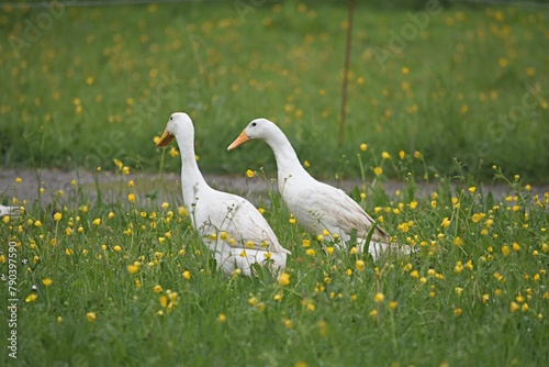 two white domestic ducks in green grass