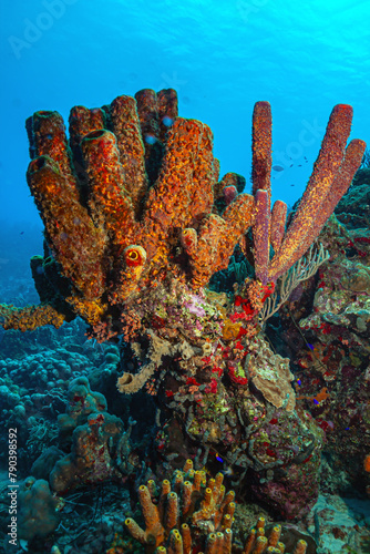 Caribbean coral garden, Roatan