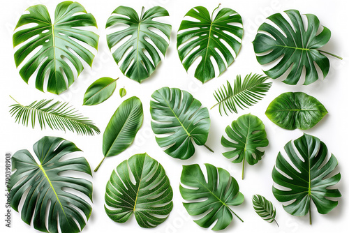A collection of green leaves, including palm leaves, are arranged in a pattern. Isolated on a white background