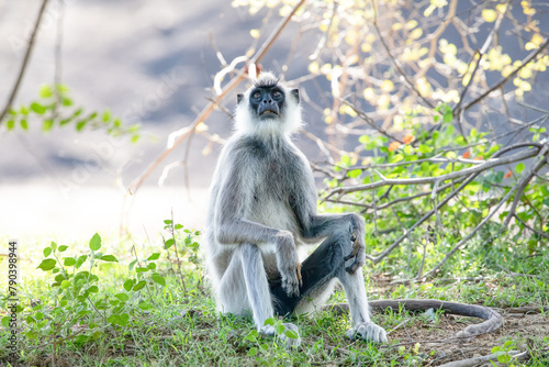 Canvas Print black faced grey langur monkey in Yala National Park, Sri Lanka