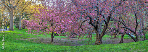 Central Park in spring, flowering Cherry trees