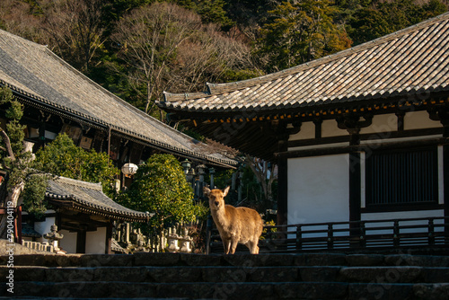 Deer in his natural habitat in Nara, Japan