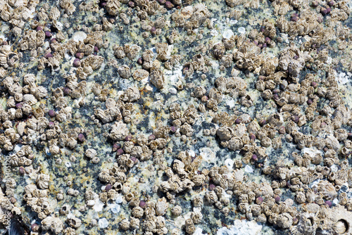 A close up image of the texture of multiple barnacles covering a rock at low tide. 