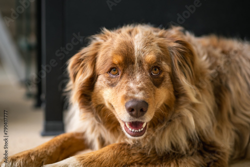 Australian Shepherd Portrait