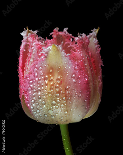 bright colorful tulip in dew drops isolated on black. close up