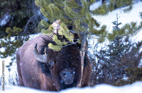 buffalo in the snow, bison in the snow 