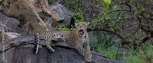 leopard on a rock, Serengeti 