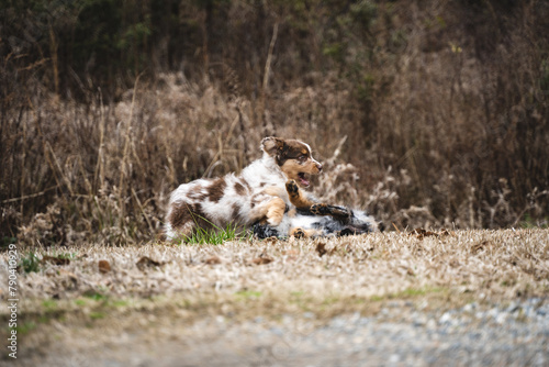 Australian Shepherd Puppies
