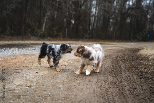 Australian Shepherd Puppies