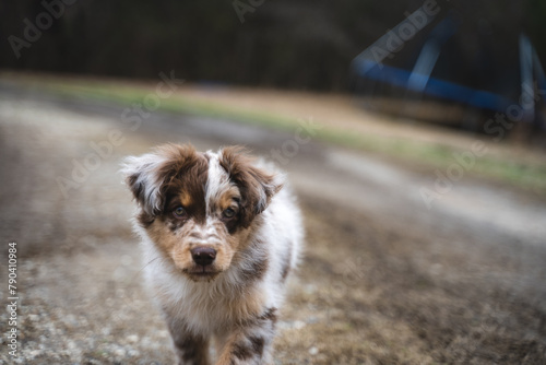 Australian Shepherd Puppy