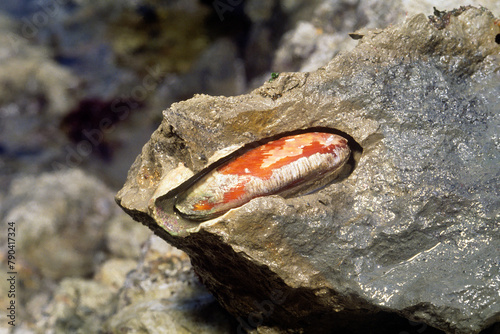 イシマテガイ　穿孔する貝