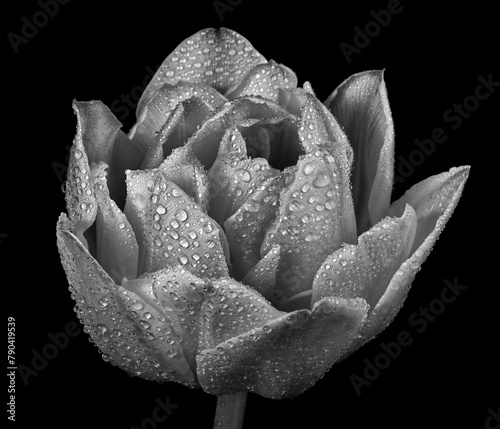 tulip flower in dew drops isolated on black. black and white