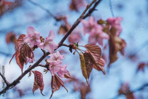 Japanese sakura blossomed in Moscow