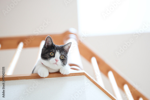 二階から覗く猫
